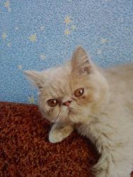 post-6527-0-50300000-1377056700_thumb.jp