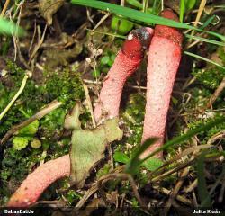 post-7597-0-59709100-1376233581_thumb.jp