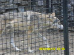 post-9966-0-10808500-1376370037_thumb.jp