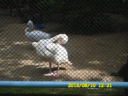 post-9966-0-13397700-1376369491_thumb.jp