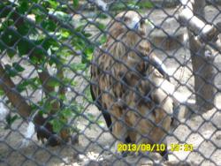 post-9966-0-18005800-1376370219_thumb.jp