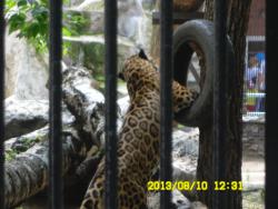 post-9966-0-20969000-1376370051_thumb.jp