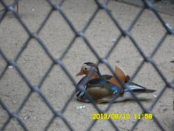 post-9966-0-40098300-1376369288_thumb.jp