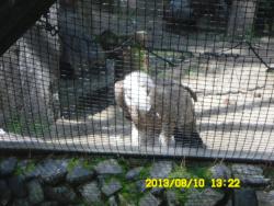 post-9966-0-55667400-1376370274_thumb.jp