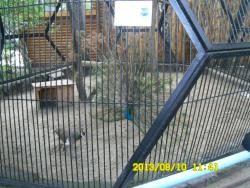 post-9966-0-55753600-1376370162_thumb.jp