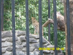 post-9966-0-67374100-1376369946_thumb.jp