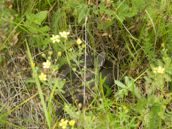 post-8095-0-35751000-1407081053_thumb.pn