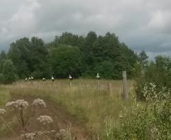 post-27784-0-91005600-1438504474_thumb.j