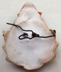 post-32294-0-15484500-1439282556_thumb.j