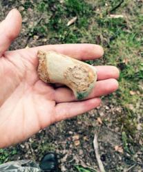 post-34042-0-24015900-1438575982_thumb.j