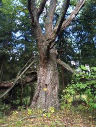 post-34042-0-25673000-1440868448_thumb.j