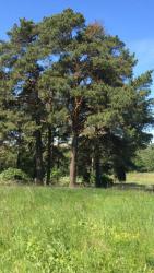 post-34042-0-38374600-1438802744_thumb.j