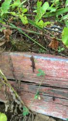 post-34042-0-54685700-1439635201_thumb.j