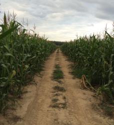 post-34042-0-87021800-1439919185_thumb.j