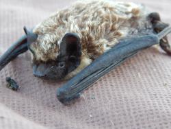 post-4989-0-03239800-1439226541_thumb.jp