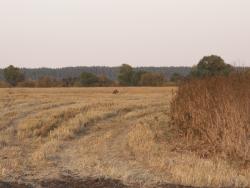 post-1697-011738300 1285596379_thumb.jpg