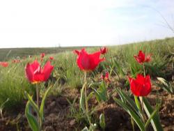 post-2433-035787300 1284365559_thumb.jpg