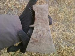 post-2817-006269800 1284032753_thumb.jpg