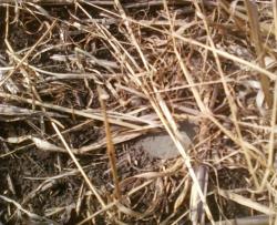 post-2817-024516700 1284379285_thumb.jpg