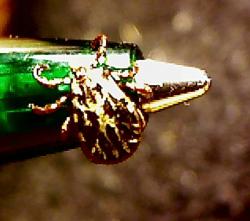 post-4269-057944600 1285426529_thumb.jpg