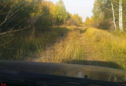 post-488-055985300 1285429545_thumb.jpg