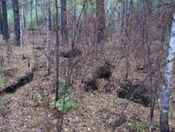 post-498-033230300 1283525457_thumb.jpg