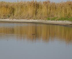 post-694-063642900 1285430533_thumb.jpg