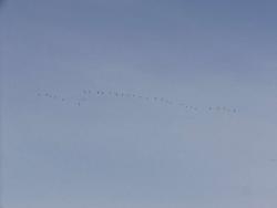 post-84-068583700 1285431031_thumb.jpg