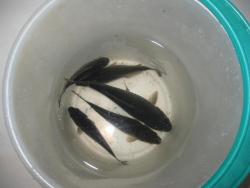 post-1204-0-11648700-1317220933_thumb.jp