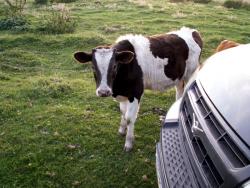 post-1697-0-59444200-1315829632_thumb.jp