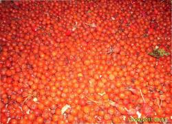 post-2627-0-25508200-1316876661_thumb.jp