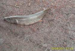 post-2627-0-60025100-1316876568_thumb.jp