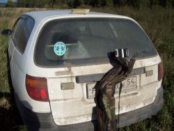 post-2863-0-25178300-1315551888_thumb.jp