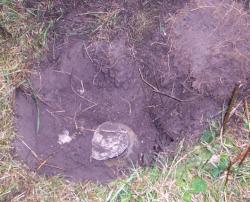 post-4269-0-39231400-1316791748_thumb.jp