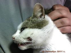 post-4269-0-97704600-1316156474_thumb.jp