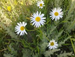 post-4989-0-04718000-1316454845_thumb.jp