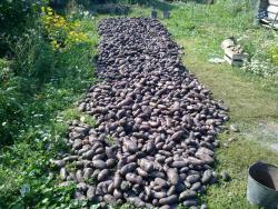 post-4989-0-35342700-1315138880_thumb.jp