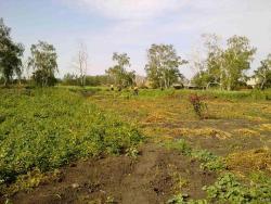 post-4989-0-44972800-1315138641_thumb.jp