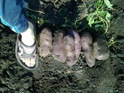 post-4989-0-56515200-1315138715_thumb.jp