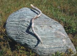 post-5029-0-05732200-1316534395_thumb.jp