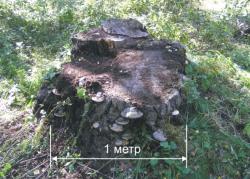 post-5029-0-52370300-1316531830_thumb.jp