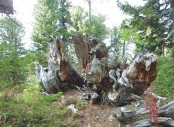 post-5029-0-83617700-1316535050_thumb.jp