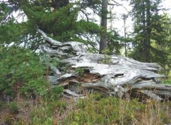 post-5029-0-92421600-1316535074_thumb.jp