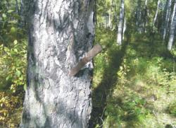 post-5029-0-94725900-1316531303_thumb.jp