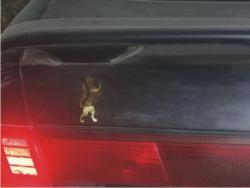 post-5575-0-41023200-1316526725_thumb.jp