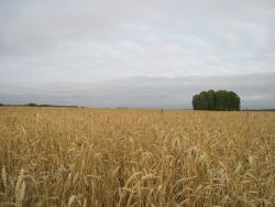 post-6245-0-39338000-1315931802_thumb.jp