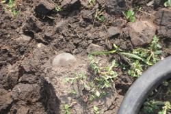 post-7218-0-27179000-1315276717_thumb.jp