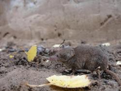 post-7278-0-63282400-1316746089_thumb.jp