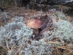 post-1580-0-19644600-1347633164_thumb.jp