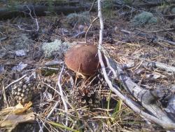 post-1580-0-24469600-1347203822_thumb.jp